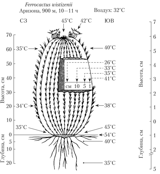 Температура тканей кактуса РеггосасЫв ипяНгепи при температуре воздуха 32°С.