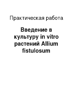 Практическая работа: Введение в культуру in vitro растений Allium fistulosum