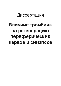 Диссертация: Влияние тромбина на регенерацию периферических нервов и синапсов