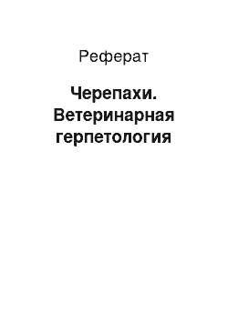 Реферат: Черепахи. Ветеринарная герпетология