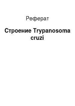 Реферат: Строение Trypanosoma cruzi