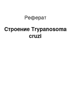 Реферат: Строение Trypanosoma cruzi