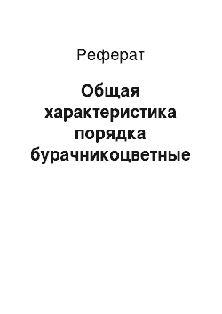 Реферат: Общая характеристика порядка бурачникоцветные