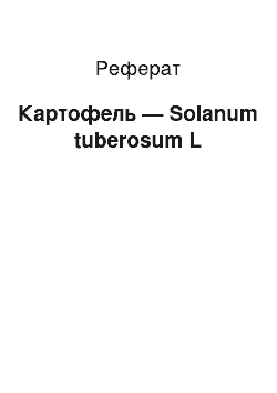 Реферат: Картофель — Solanum tuberosum L