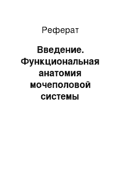 Реферат: Введение. Функциональная анатомия мочеполовой системы