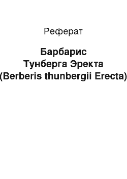 Реферат: Барбарис Тунберга Эректа (Berberis thunbergii Erecta)