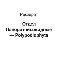 Реферат: Отдел Папоротниковидные — Polypodiophyta