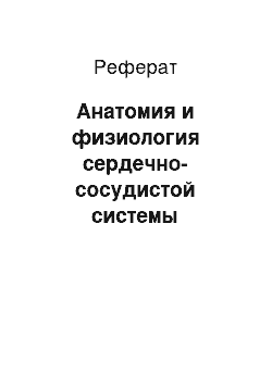 Реферат: Анатомия и физиология сердечно-сосудистой системы