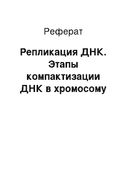 Реферат: Репликация ДНК. Этапы компактизации ДНК в хромосому