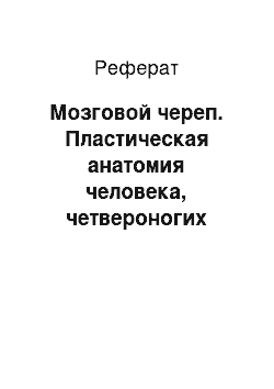 Реферат: Мозговой череп. Пластическая анатомия человека, четвероногих животных и птиц