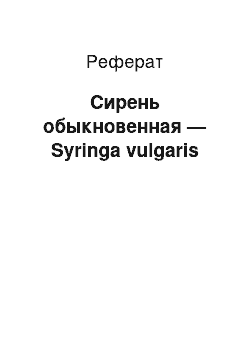 Реферат: Сирень обыкновенная — Syringa vulgaris